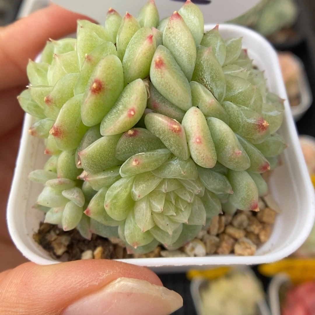 泼天富贵群生552号