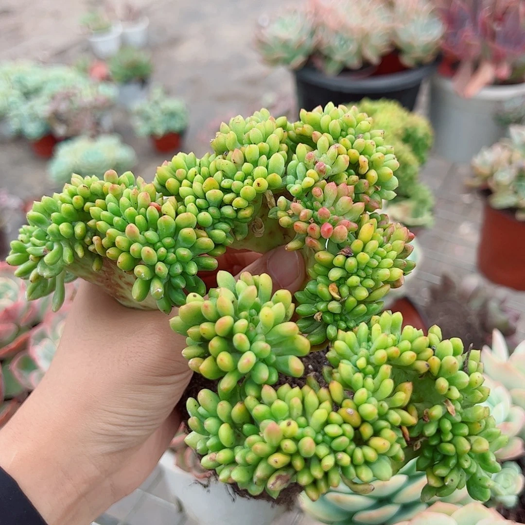 春萌缀化精品特价