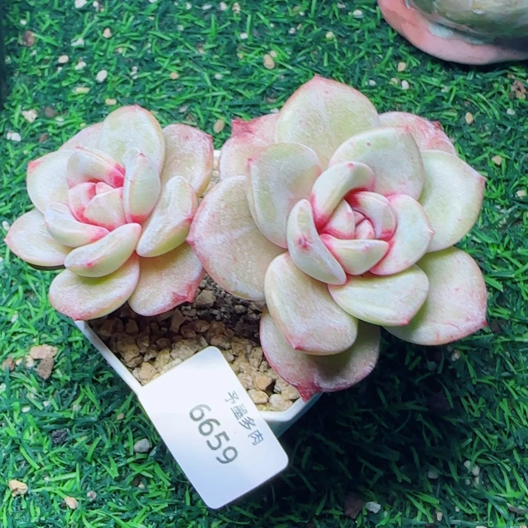 德国香槟，6659多肉植物