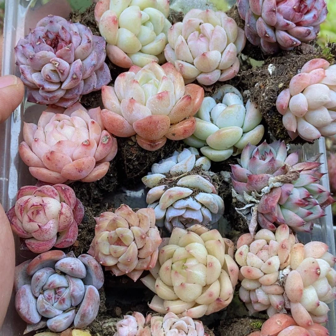 春泥家一单包邮M68