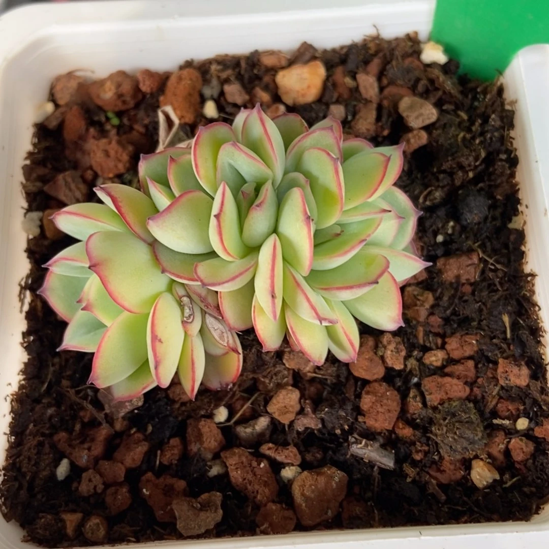 752牡丹亭多肉植物保护