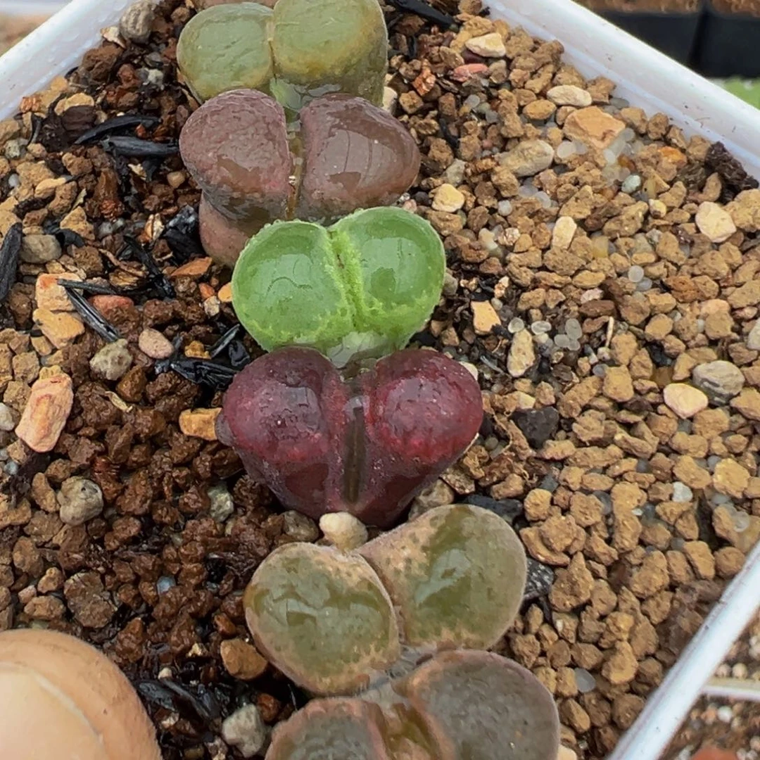 178多肉植物百科植物