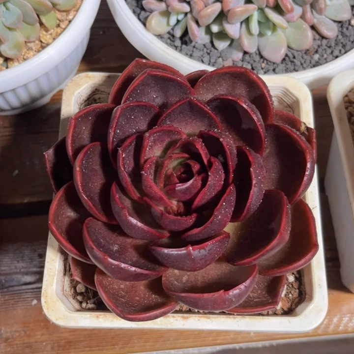 一物一拍，红灯多肉。