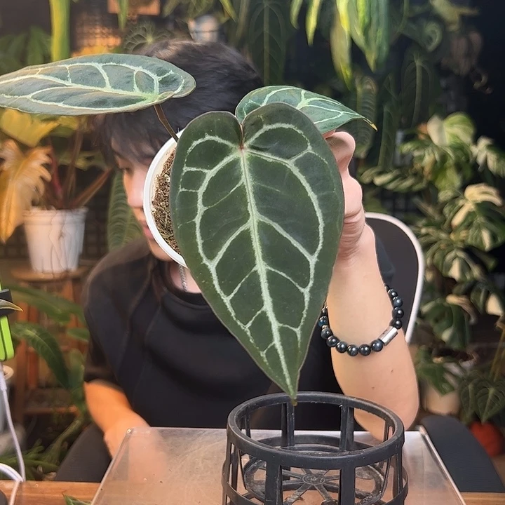 玐***玐完全开放一物一拍Q44