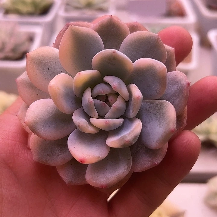 白白橙梦露锦多肉