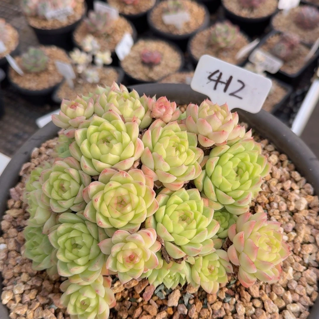 多肉植物的生长发育和