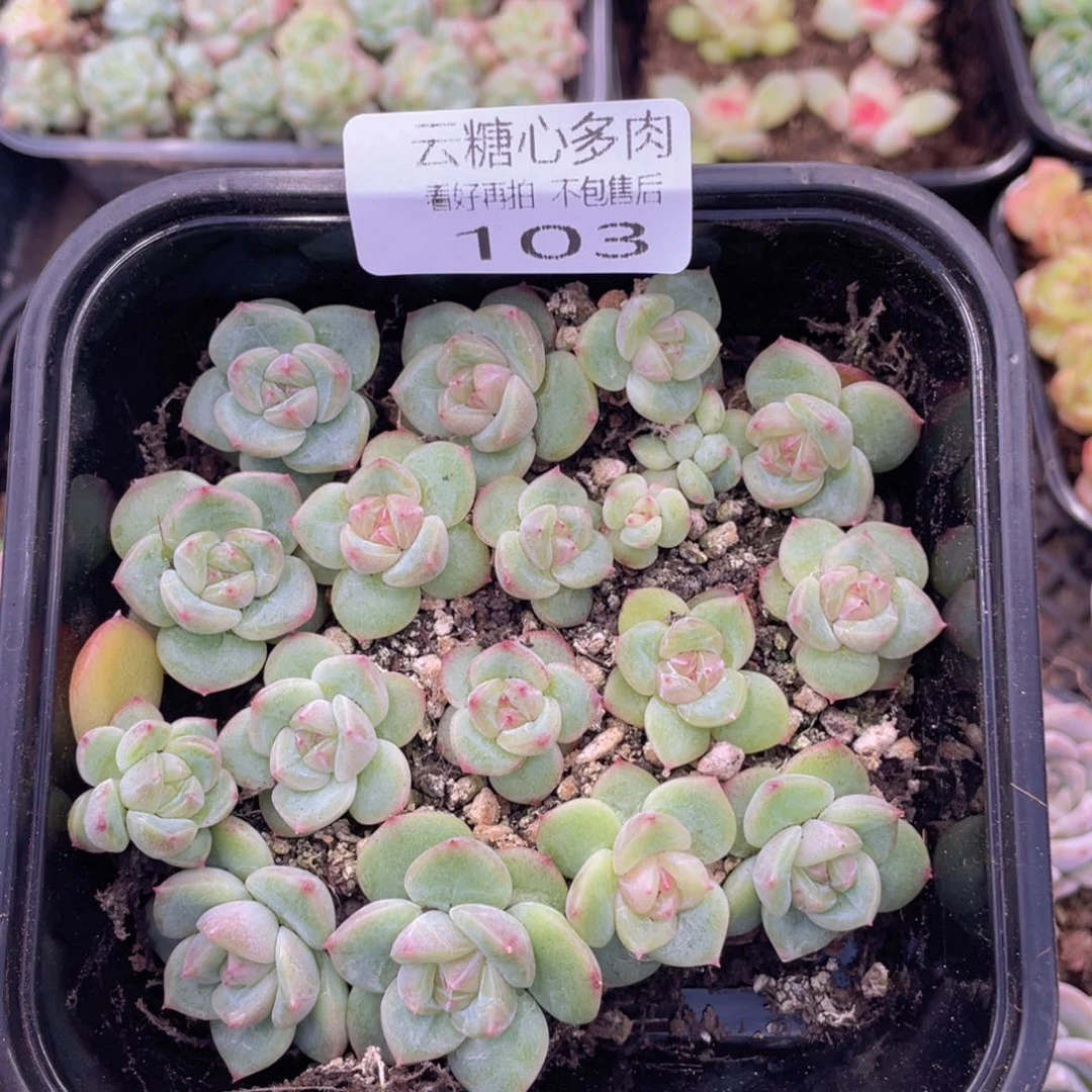 云糖心多肉植物103