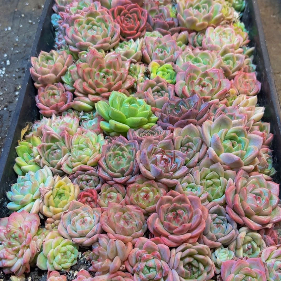 米***光299多肉葡萄的价格是多少