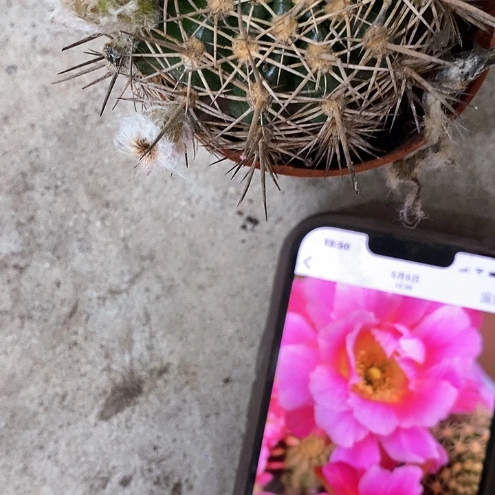 旧丘比特，257899900