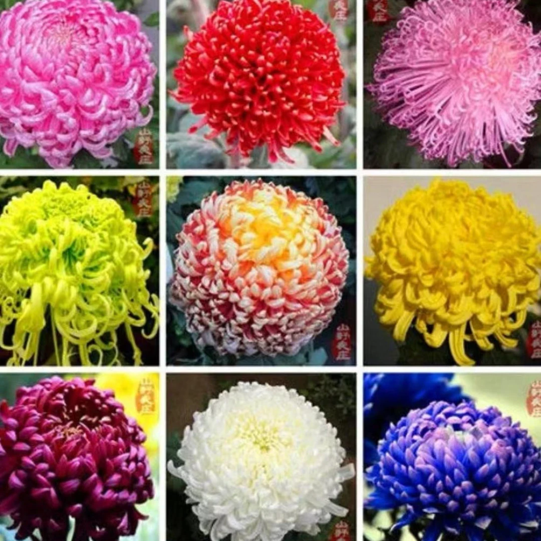 【重瓣菊花种子】浓香耐寒易活带芽多年生四季开花阳台庭院