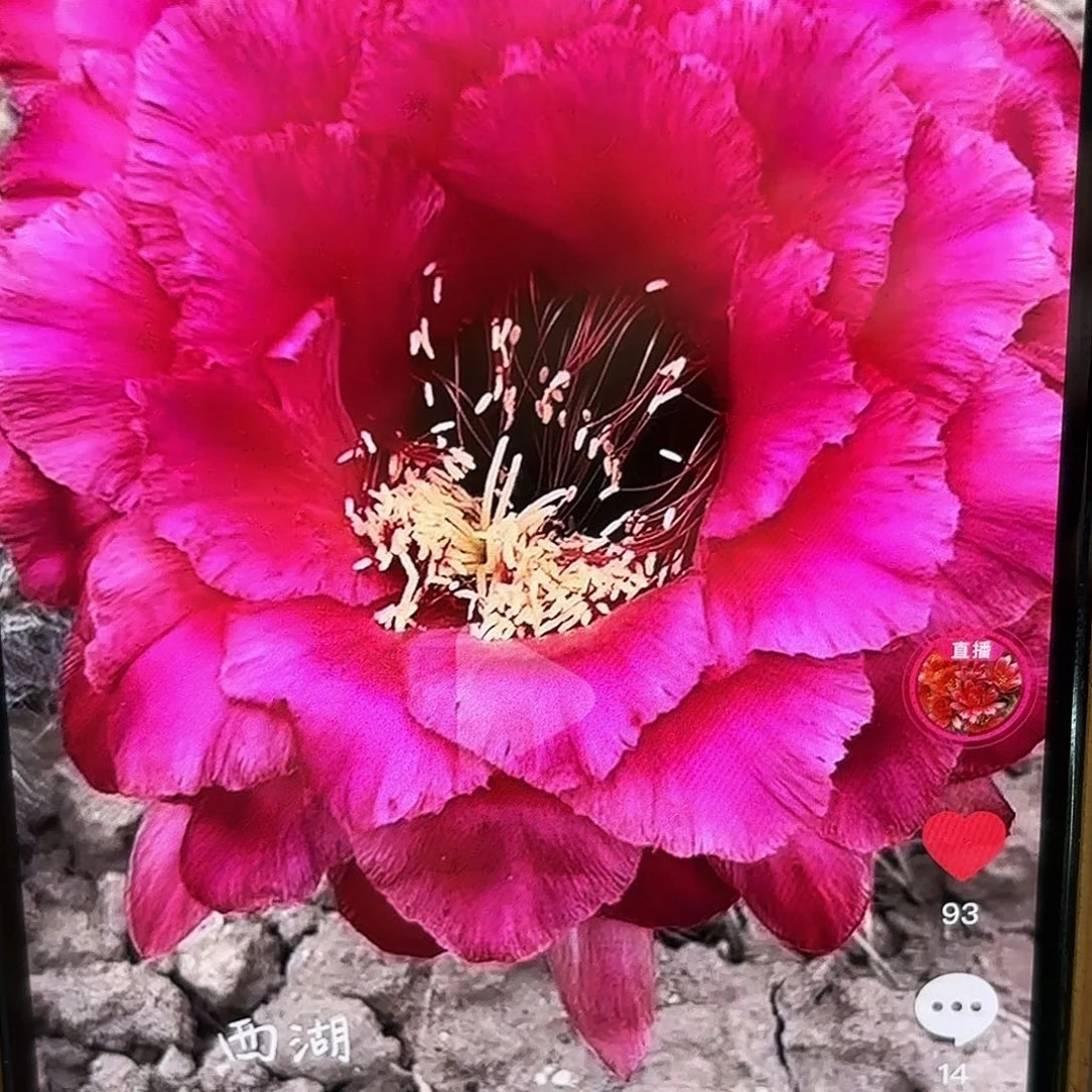 带根3-398毛侧牙20包邮仙人球35