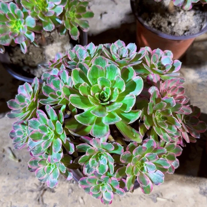 安娜脱土发货9.9