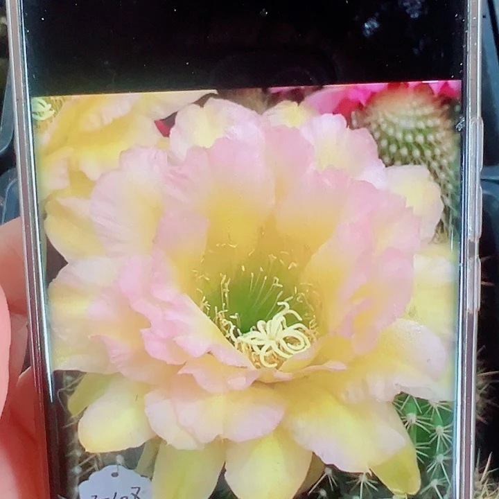 毛花柱108侧芽拍一发二