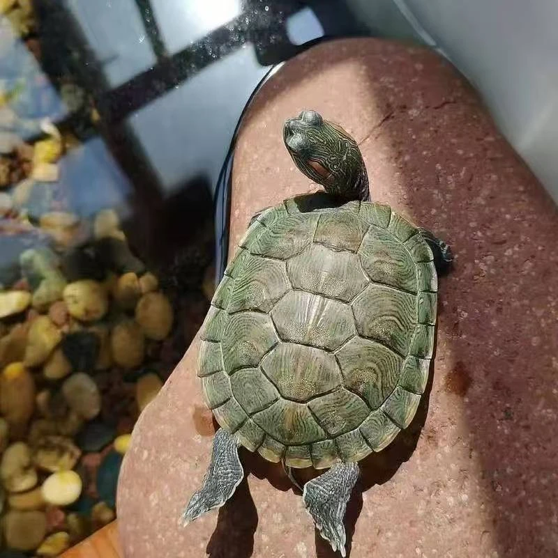 随机乌龟，福袋奖品，不包售后