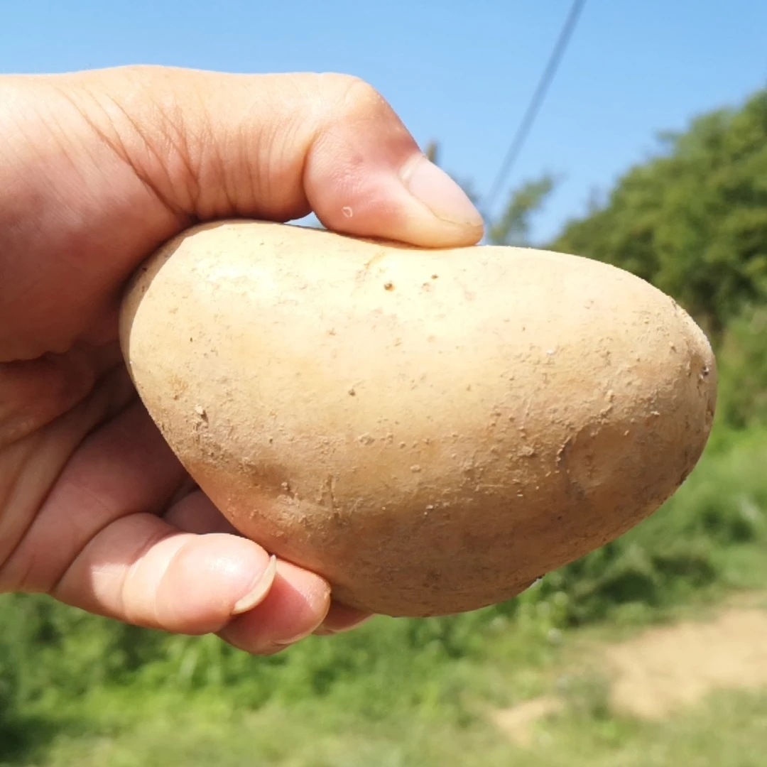 班竹土豆推广临时链接