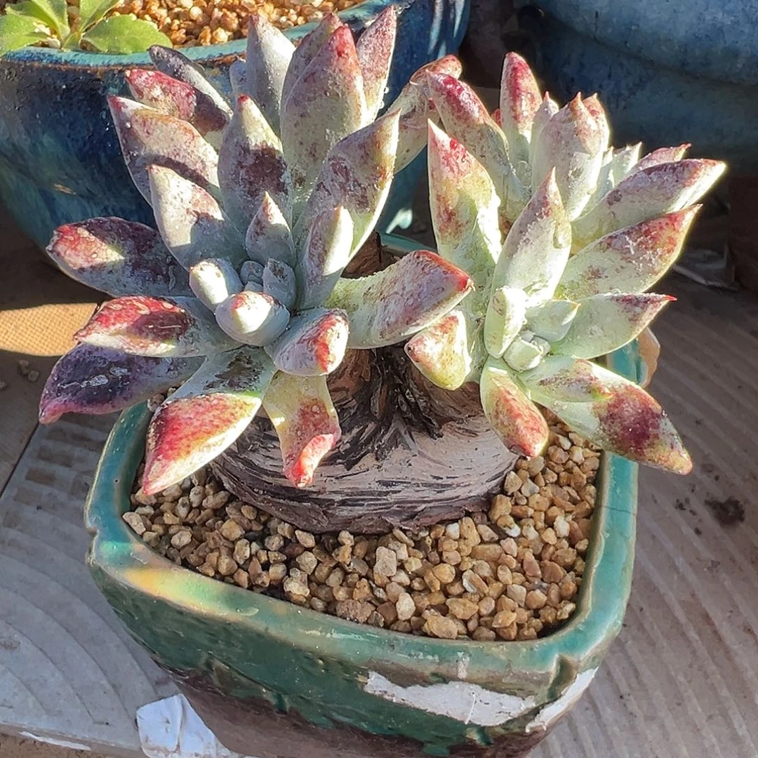 5945流丹苹果叶杂交