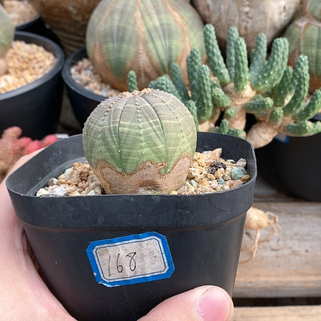 欧系实生布纹球多肉植物