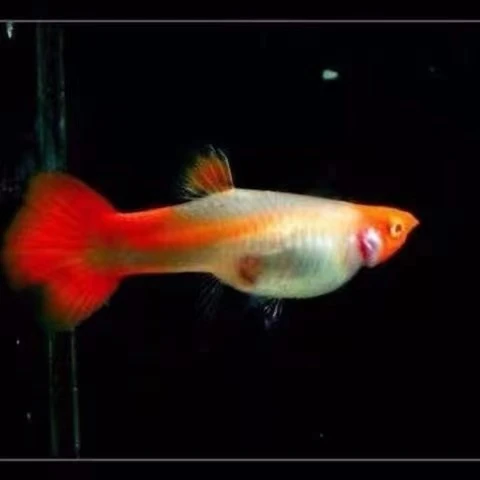 【种鱼鸿运当头红头】孔雀鱼热带鱼转运鱼燕尾精品活体种鱼种鱼纯