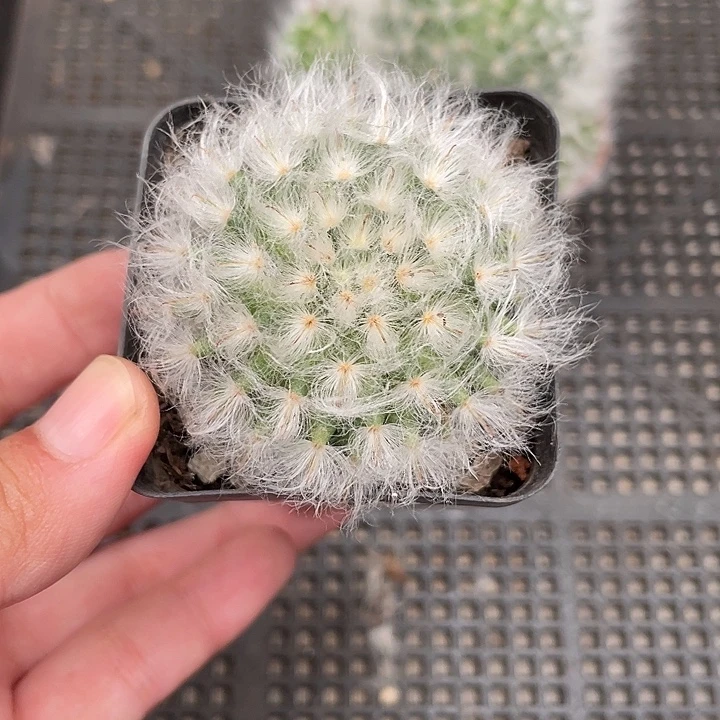 192白云高砂仙人球