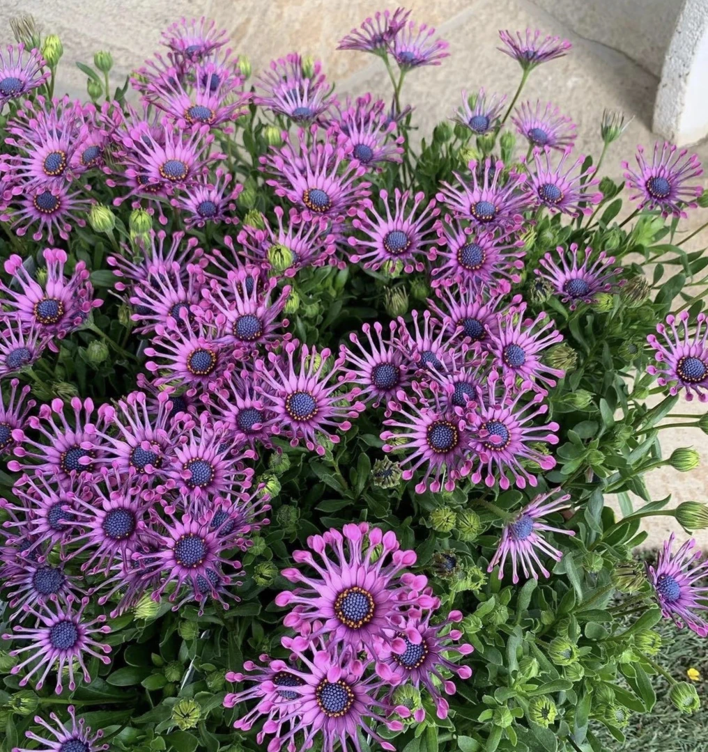 王小帅【粉爪】蓝目菊多年生花期长庭院阳台好养活