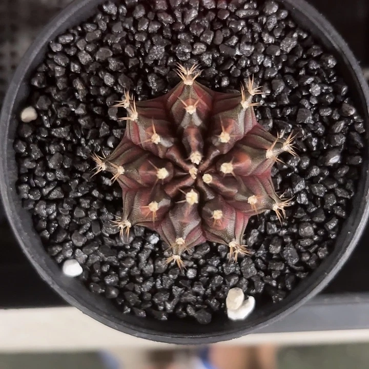 627-0617泰国发货