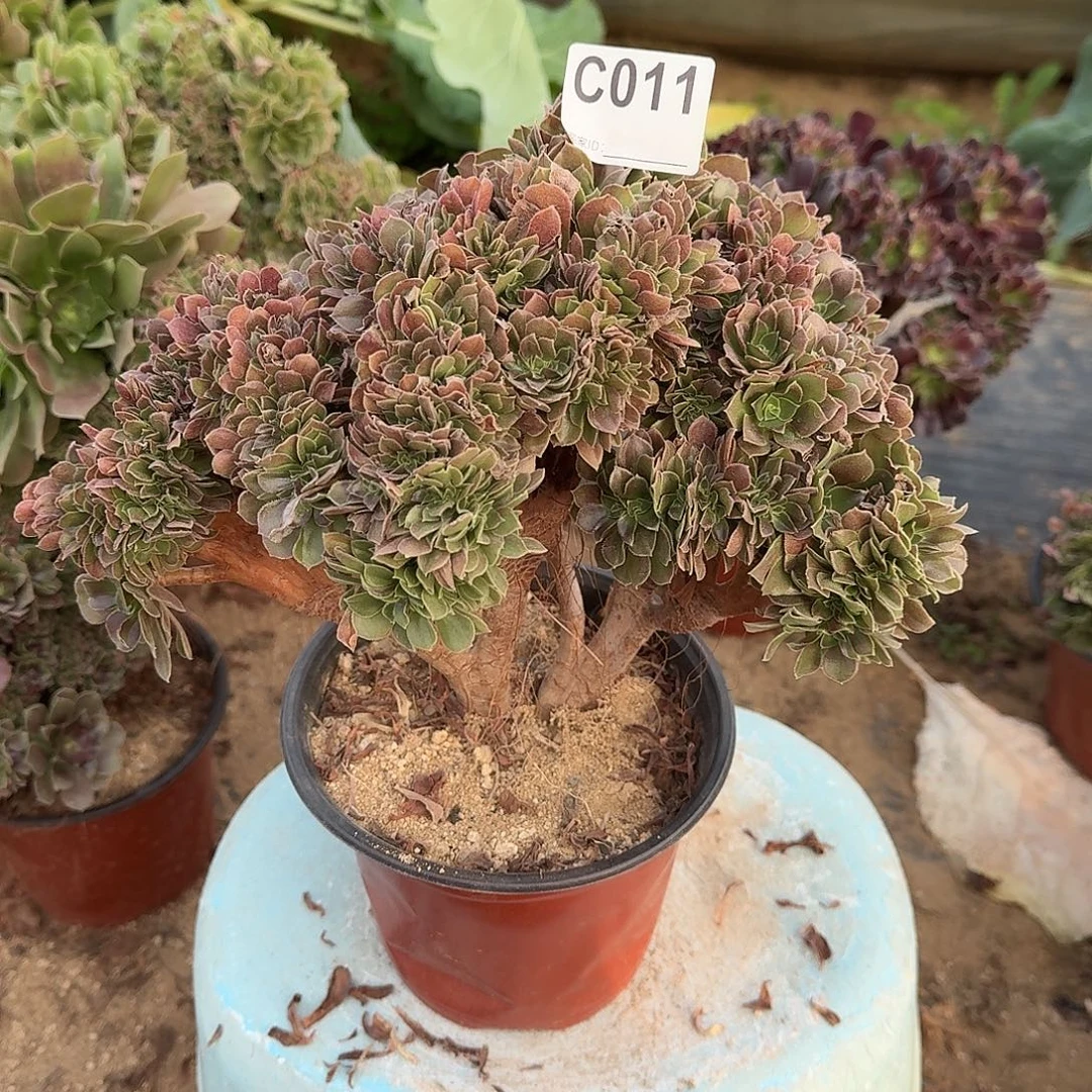 011玫瑰朵朵一颗满28包邮