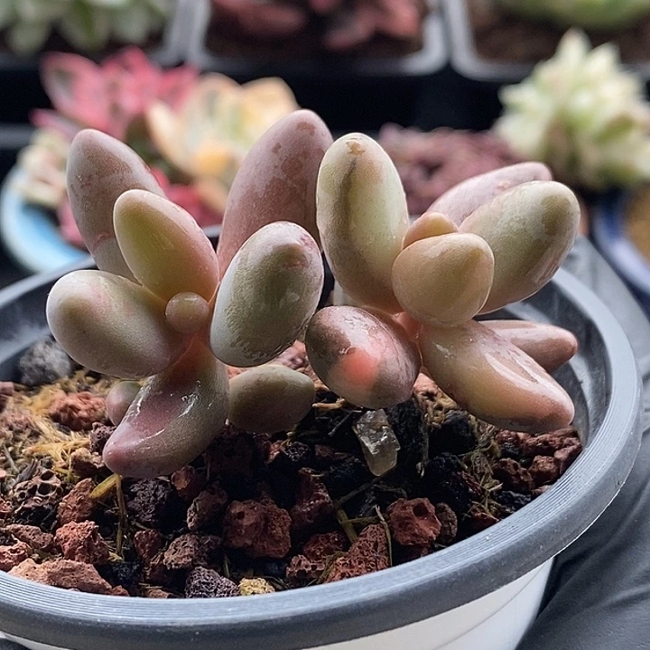 天****红手指多肉植物多肉