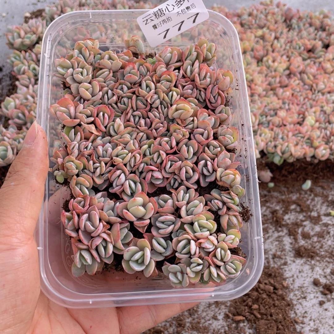 云糖心多肉植物777