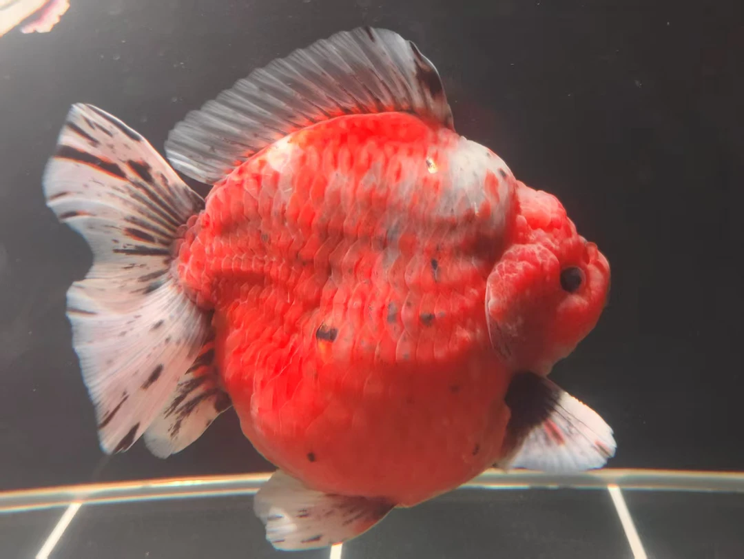 永兴渔场 专属链接（空拍无效）