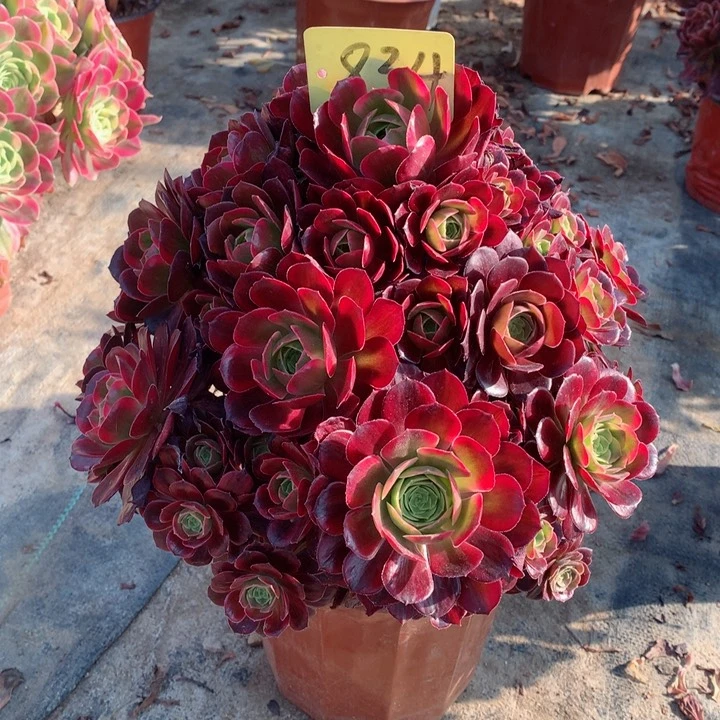 834安娜多肉一物一拍