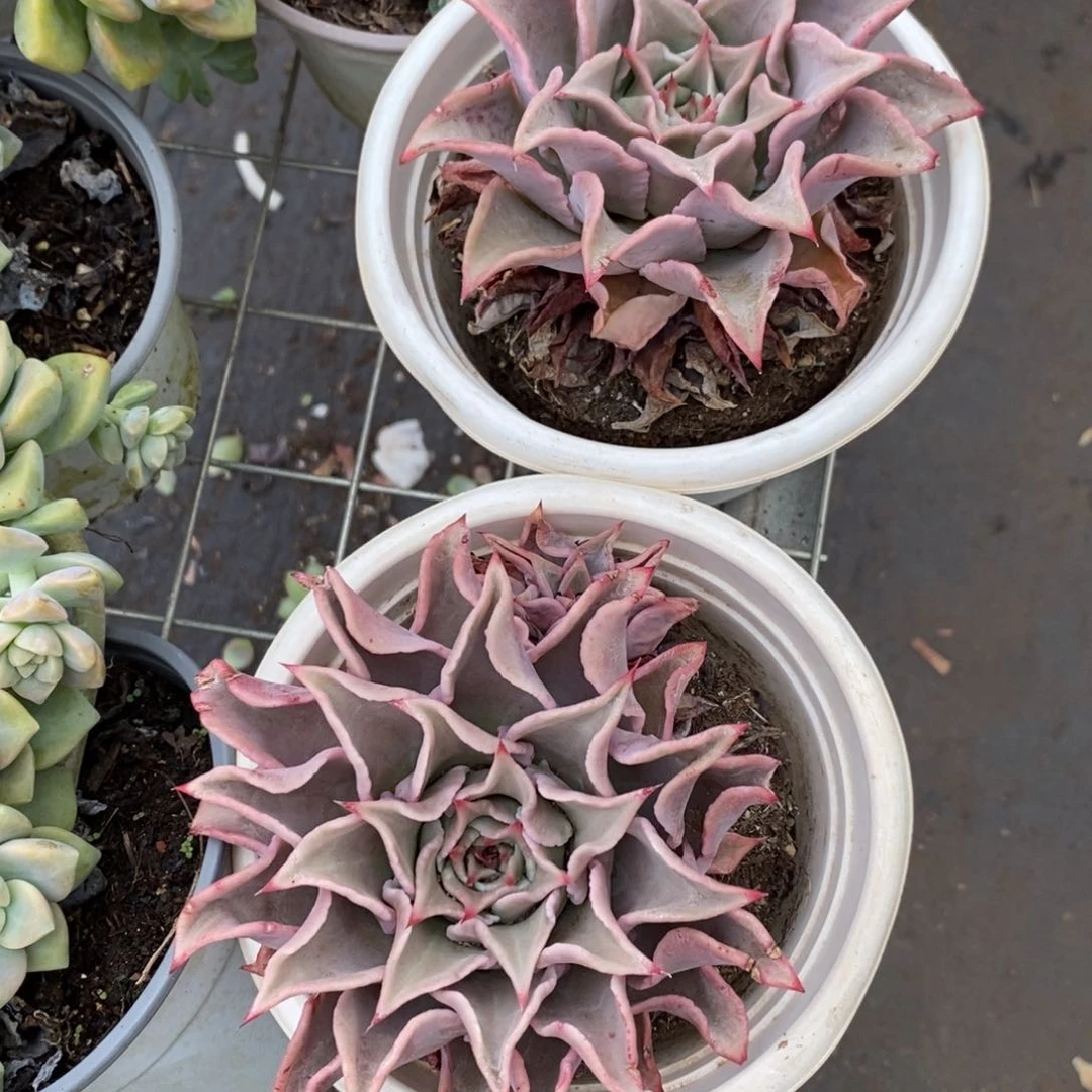 2盆粉饺子皮 大单头