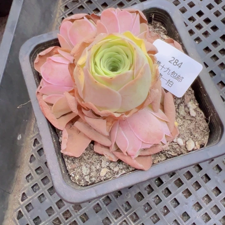 284 裸根不带土发货不包损