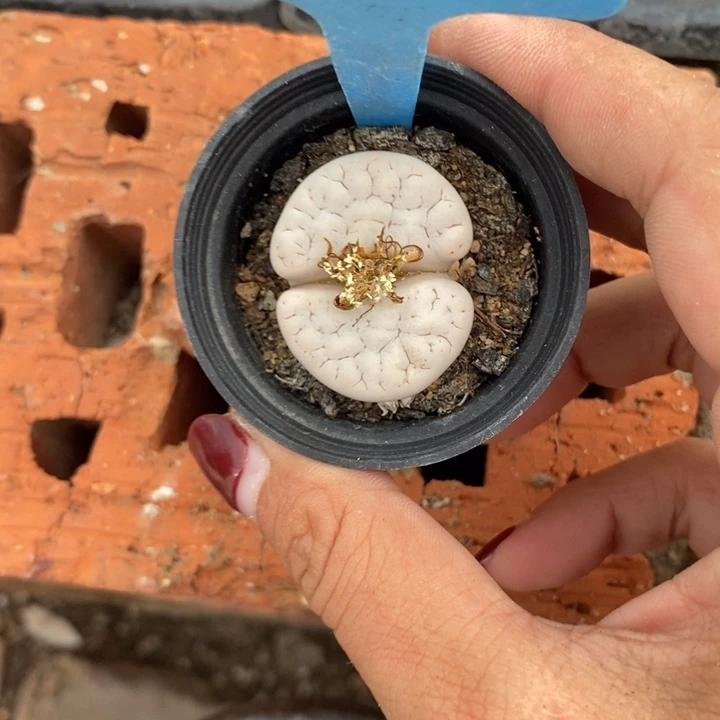 静***心生石花的季节是最716