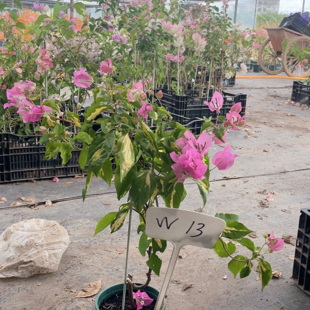 ┈***´大量花朵（建议范围：8朵-15朵 或40%以上）金心双色W13