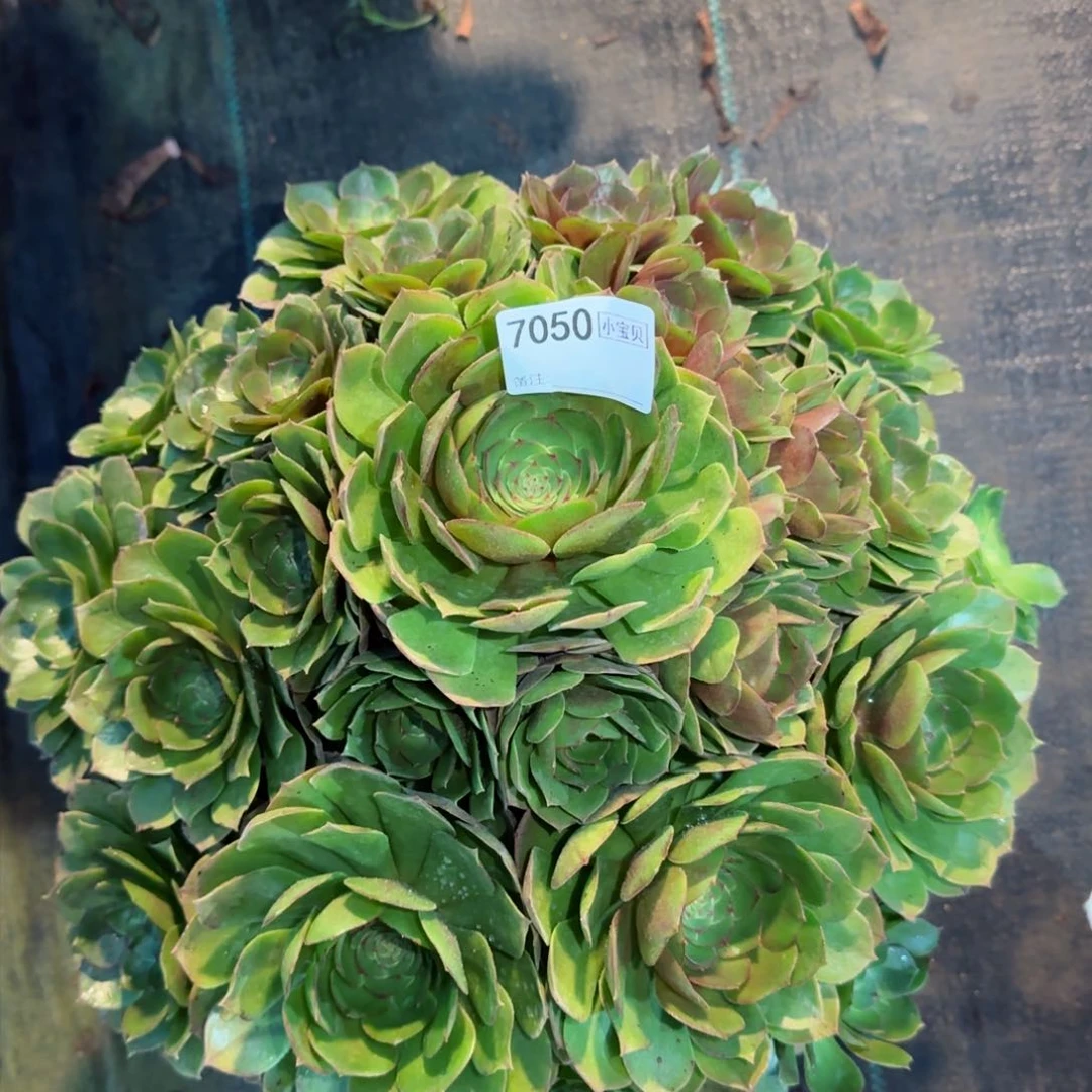 7050多肉万圣节多肉