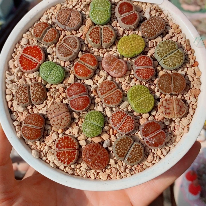 生石花花花花花花花花178