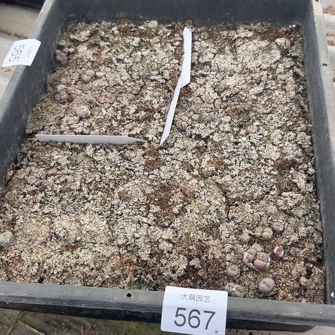 一物一拍脱土发默认有疤。567