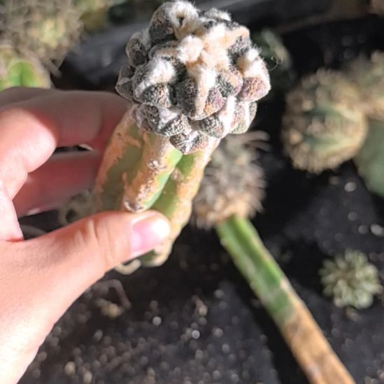 一物一拍，柱子球！！