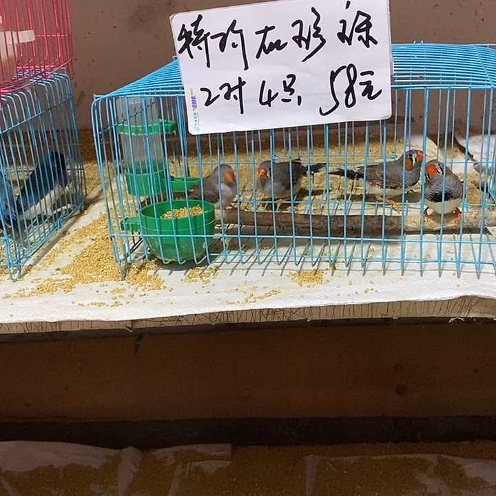珍珠鸟忘**天特价灰珍珠两对