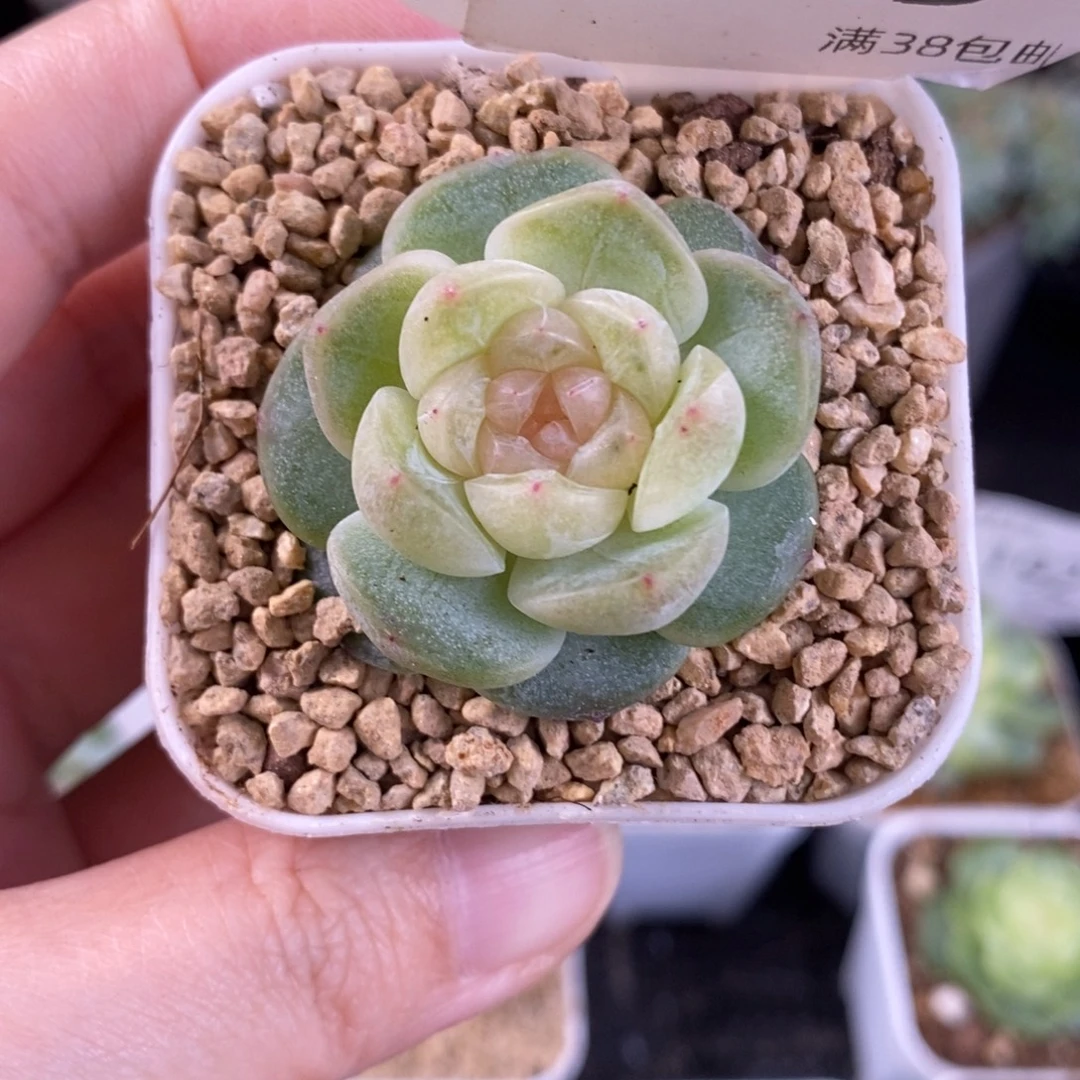 195号新品糖心单头