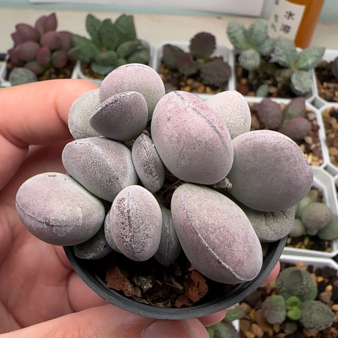球球紫蛋水泡多肉植物