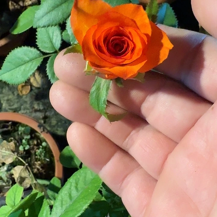 无花朵流星根接小苗