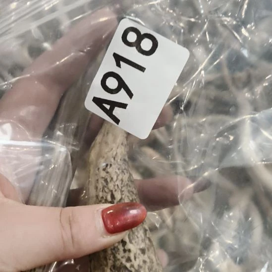 禁***区鹿角鹿角鹿角鹿角