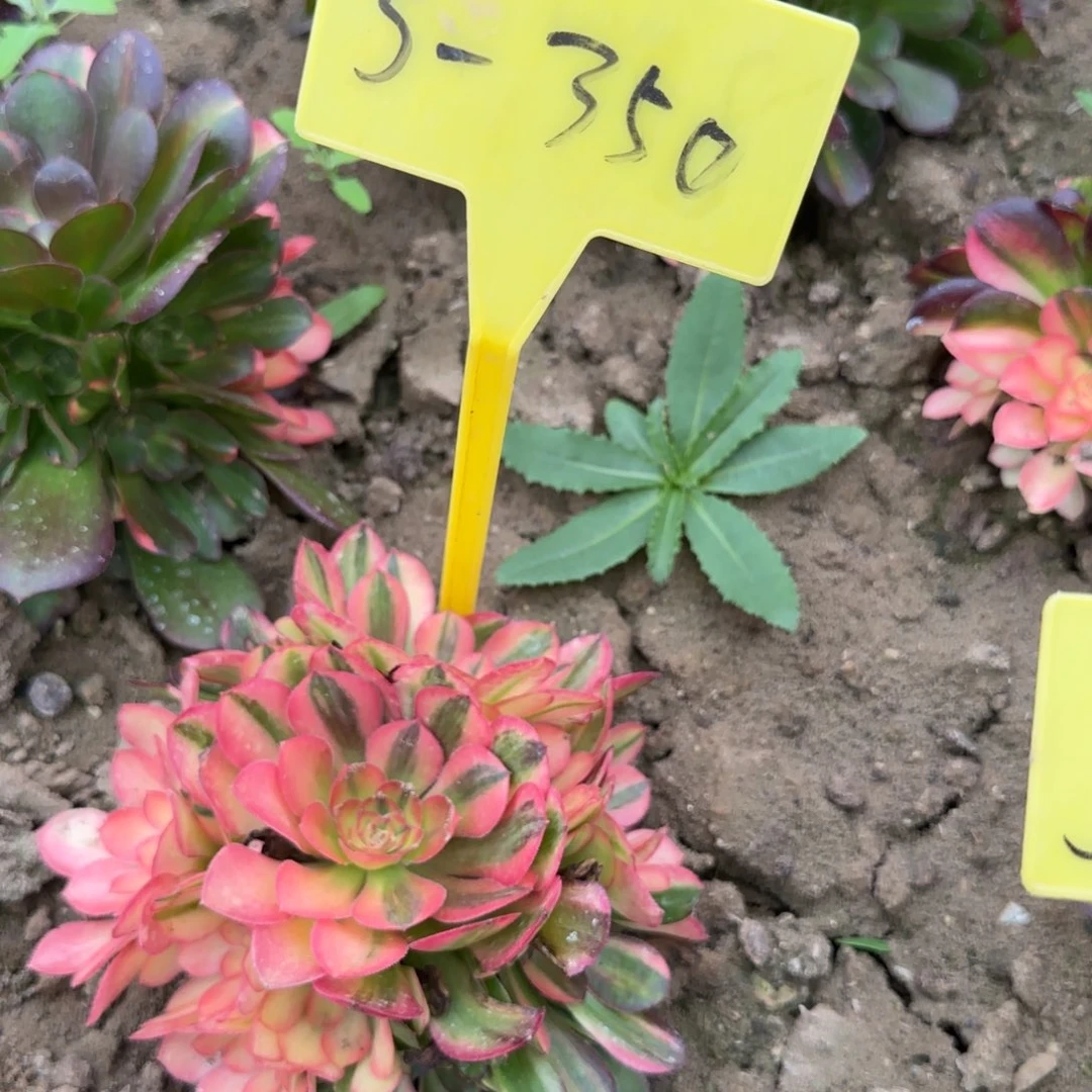 5-350---流星雨多头