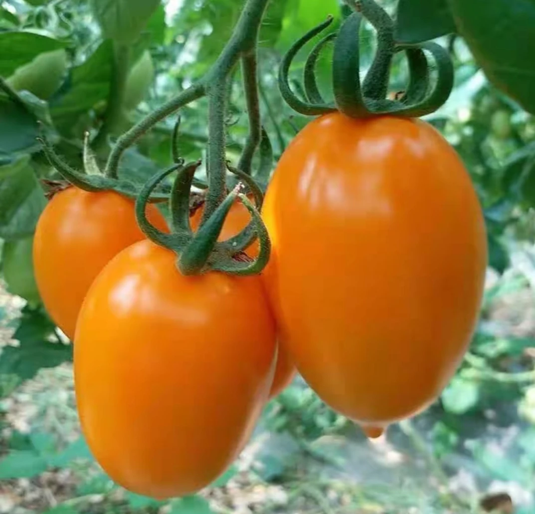 东北串黄柿子嘎嘎好吃