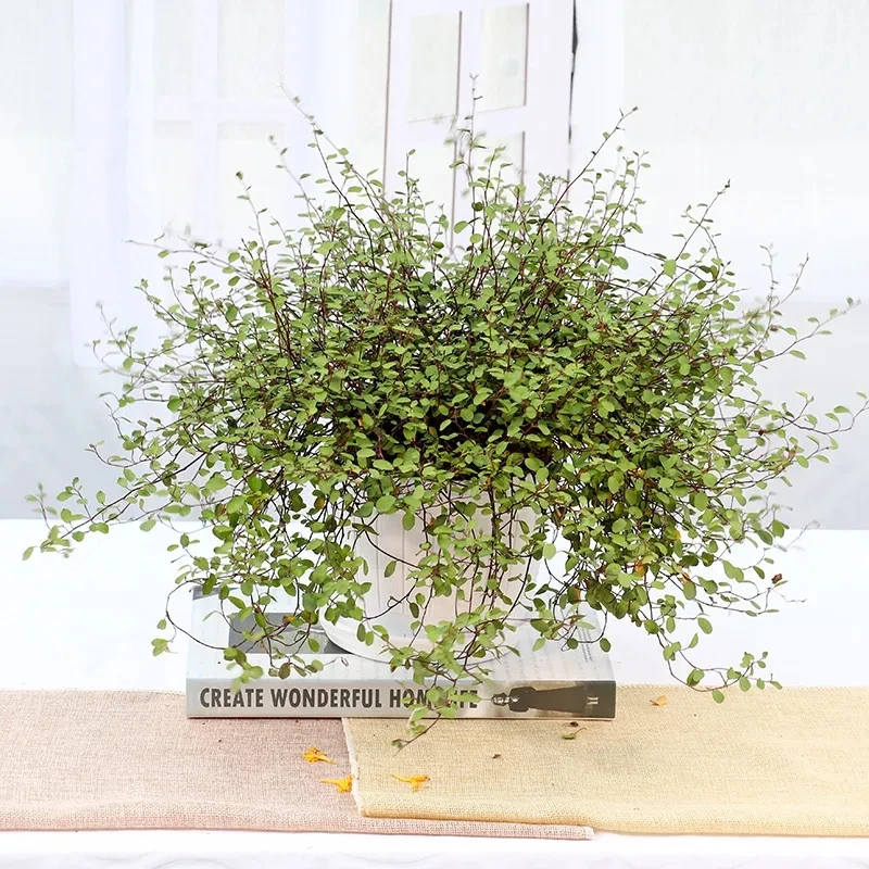 千叶吊兰盆栽室内垂吊绿植四季常青南天竹可用于蛋糕点缀水培植物