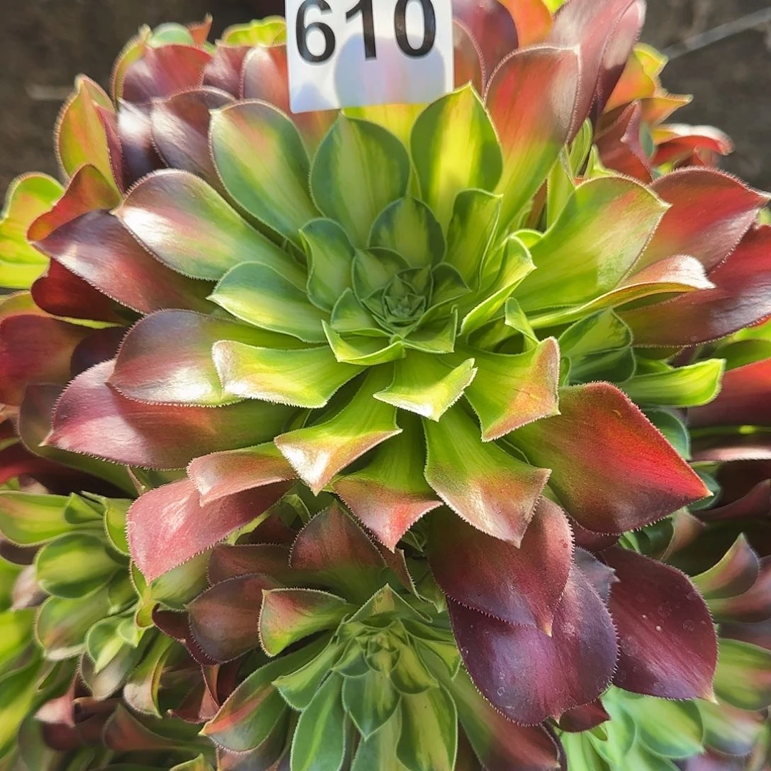 多肉植物韶华610