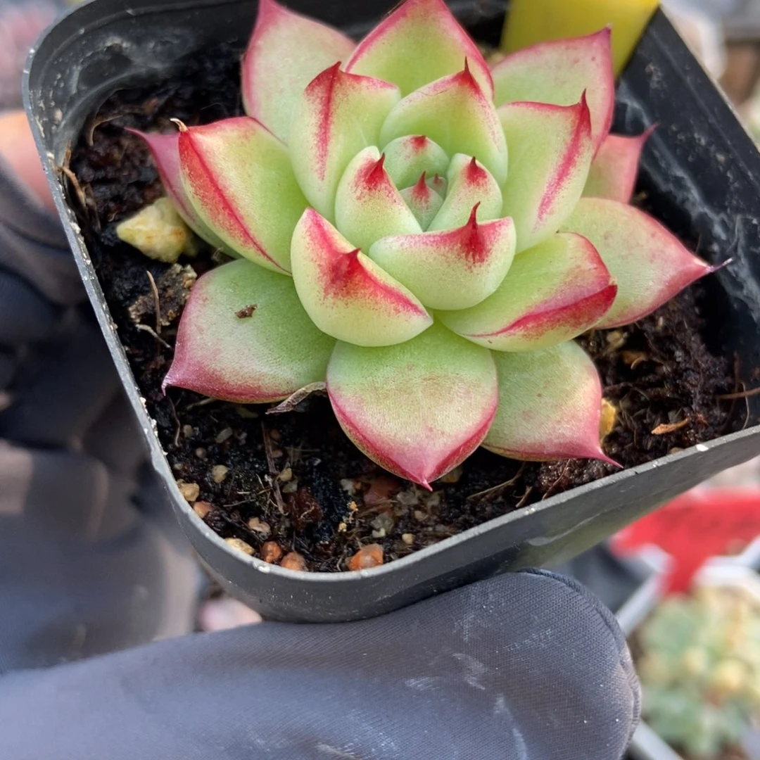 1855多肉植物多肉以后