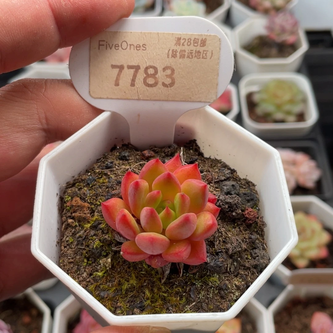 红酒7783-3.0厘米