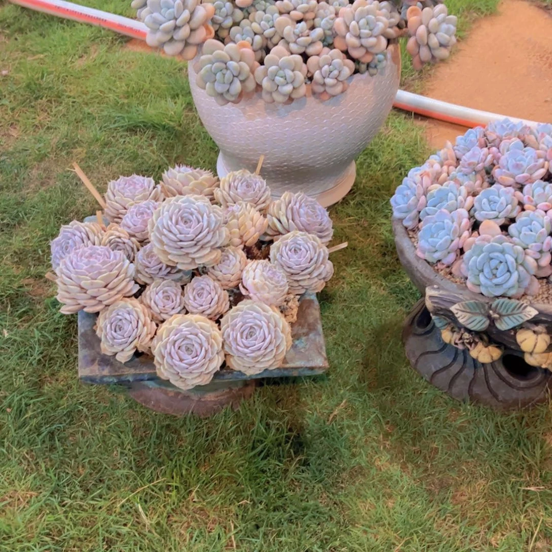 无花朵1141111111111